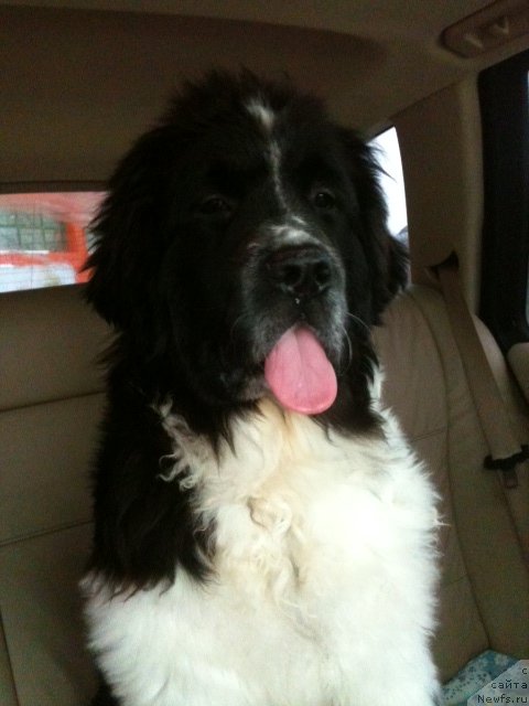 Фото: ньюфаундленд Сент Джонс Вива Виктория (Sent Djons Viva Viktoria)