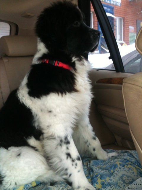 Фото: ньюфаундленд Сент Джонс Вива Виктория (Sent Djons Viva Viktoria)