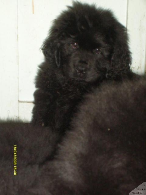 Фото: ньюфаундленд Конни Флайфи