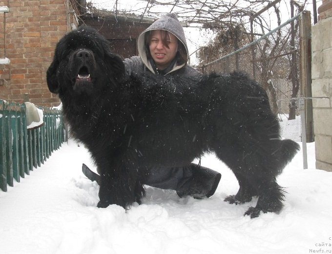 Фото: ньюфаундленд Колумбия Кара Дениз (Kolumbiya Kara Deniz)