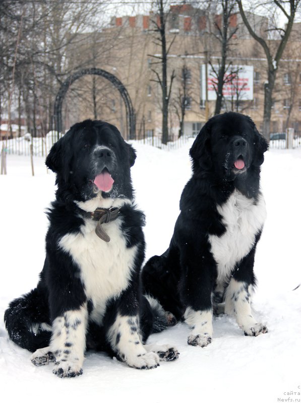 Фото: ньюфаундленд Старбимовлав Гардемарин, ньюфаундленд Питерньюф Желанная Моя