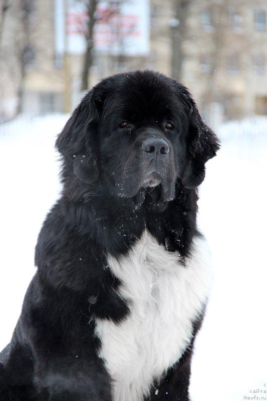 Фото: ньюфаундленд Старбимовлав Гардемарин