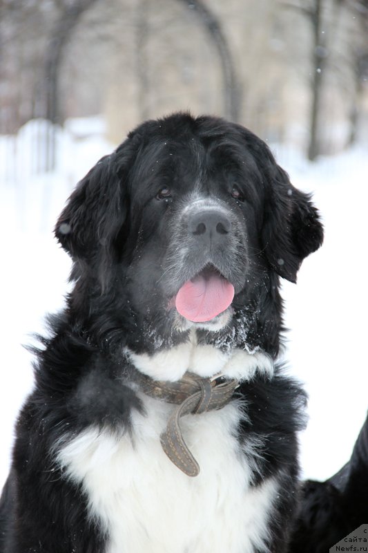 Фото: ньюфаундленд Питерньюф Желанная Моя