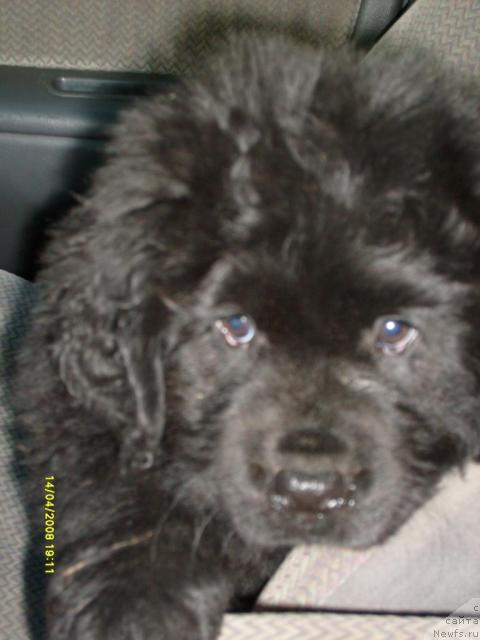 Фото: ньюфаундленд К-Леди Тиамо (K-Ledy Tiamo)