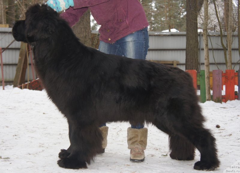 Фото: ньюфаундленд Смигар Галакси Шелл Вин (Smigar Galaxsy Shall Win)