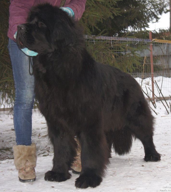 Фото: ньюфаундленд Смигар Галакси Шелл Вин (Smigar Galaxsy Shall Win)