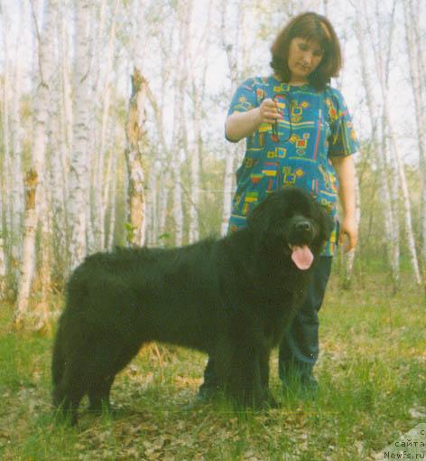 Фото: ньюфаундленд Береника Брайти