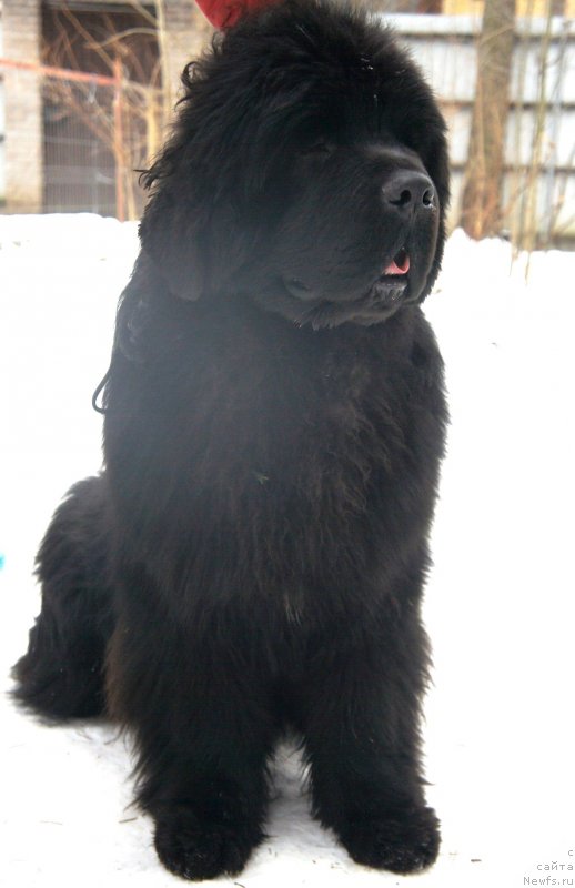 Фото: ньюфаундленд Акватория Келвин Флэш Ройал (Aquatoriya Kelvin Flash Royal)