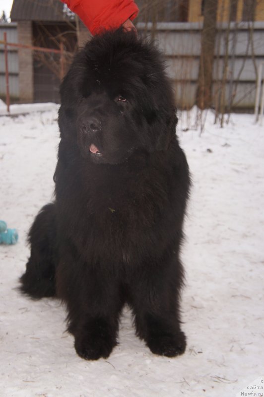 Фото: ньюфаундленд Акватория Келвин Флэш Ройал (Aquatoriya Kelvin Flash Royal)