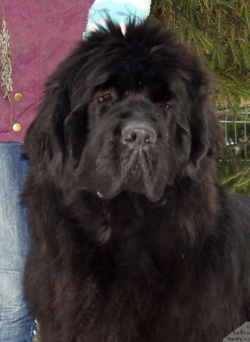 Фото: ньюфаундленд Смигар Галакси Шелл Вин (Smigar Galaxsy Shall Win)