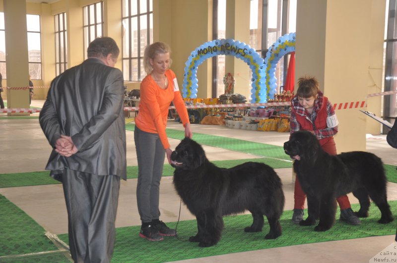 Фото: ньюфаундленд Vronika Ye Satisfaction Super Mishka, ньюфаундленд Би Перфект Арабелла