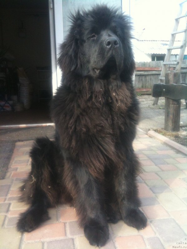 Фото: ньюфаундленд Счастливый Случай Кара Дениз (Schastlivyj Sluchay Kara Deniz)