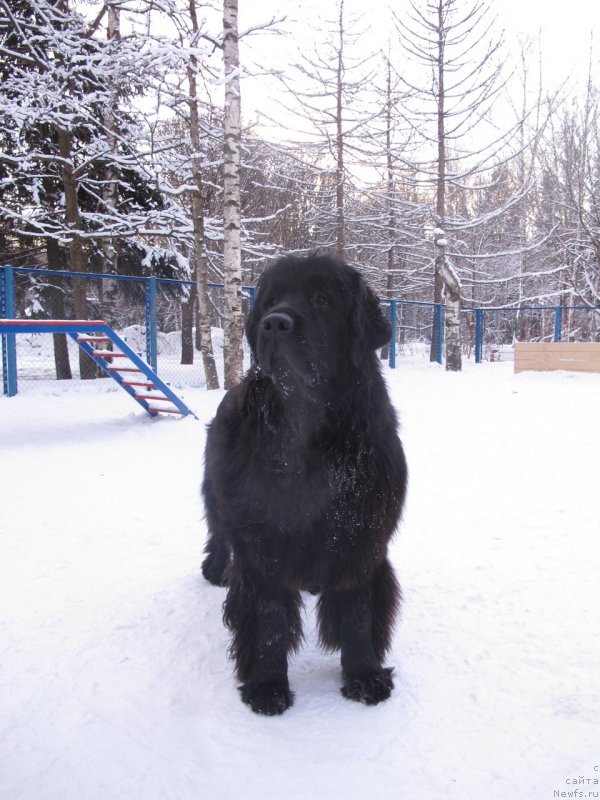 Фото: ньюфаундленд Донатс Прайд Бэт Мидлер