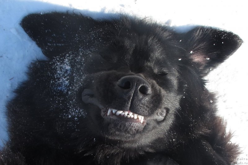 Фото: ньюфаундленд Донатс Прайд Бэт Мидлер