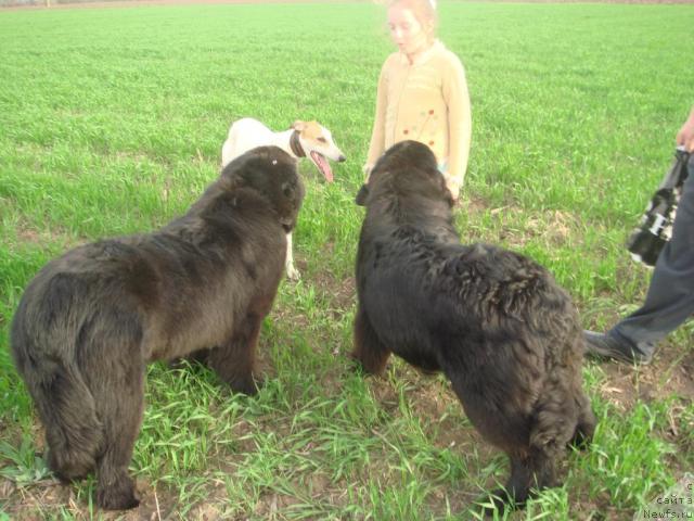 Фото: ньюфаундленд Арх Бьюти От Чары Первая (Arh Beauty Ot Chary Pervaya), ньюфаундленд Пчёлкин Дом Аврора (Pchiolkin Dom Avrora)