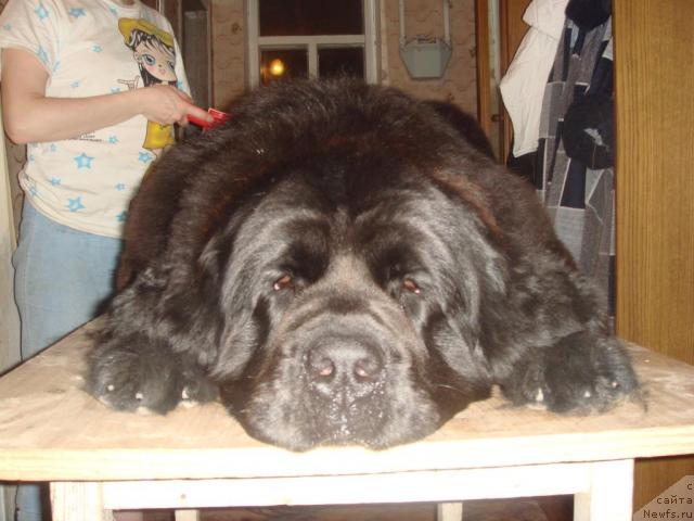 Фото: ньюфаундленд Арх Бьюти От Чары Первая (Arh Beauty Ot Chary Pervaya)