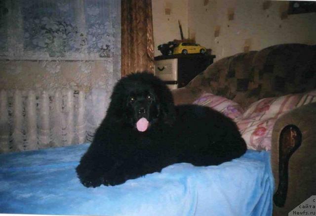 Фото: ньюфаундленд Бекингем