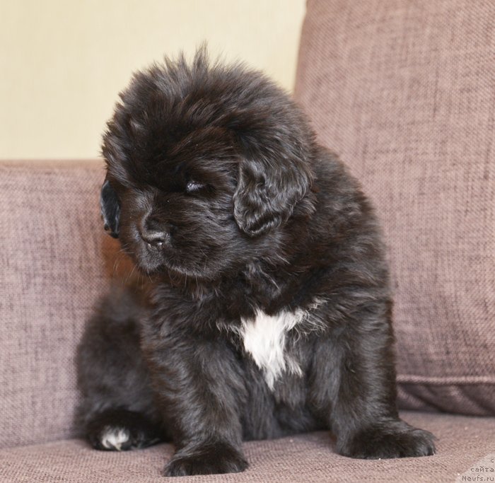 Фото: Бегущая по волнам Елегант Элизабет