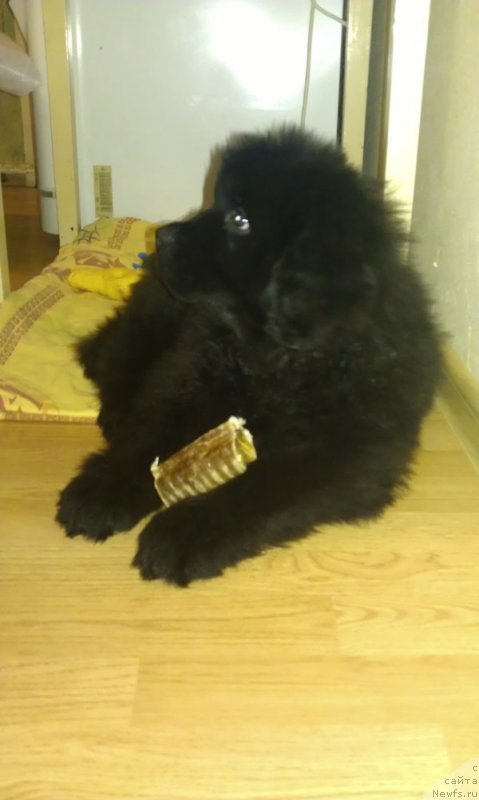 Фото: ньюфаундленд Чарльз Балу Блек Биар