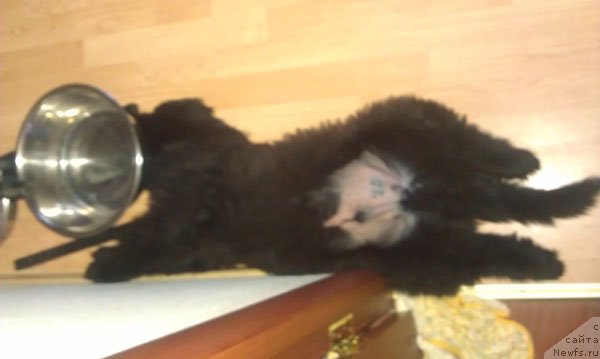 Фото: ньюфаундленд Чарльз Балу Блек Биар