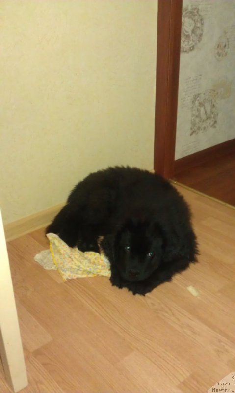 Фото: ньюфаундленд Чарльз Балу Блек Биар