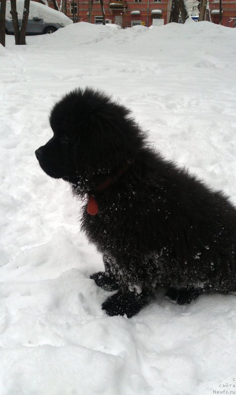 Фото: ньюфаундленд Чарльз Балу Блек Биар