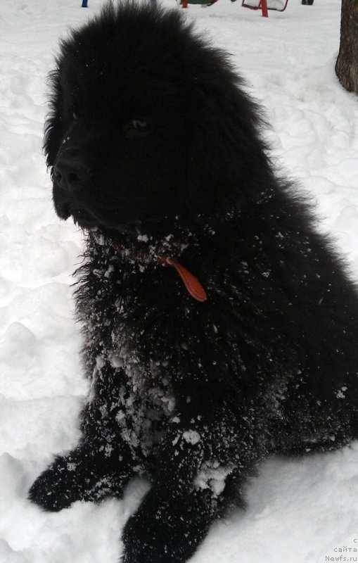 Фото: ньюфаундленд Чарльз Балу Блек Биар