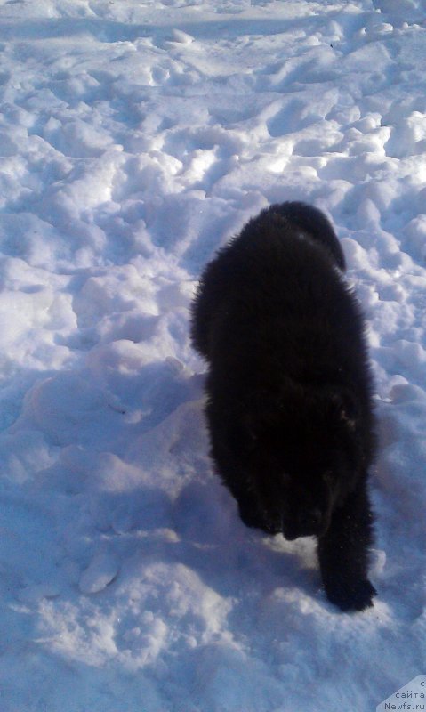 Фото: ньюфаундленд Чарльз Балу Блек Биар