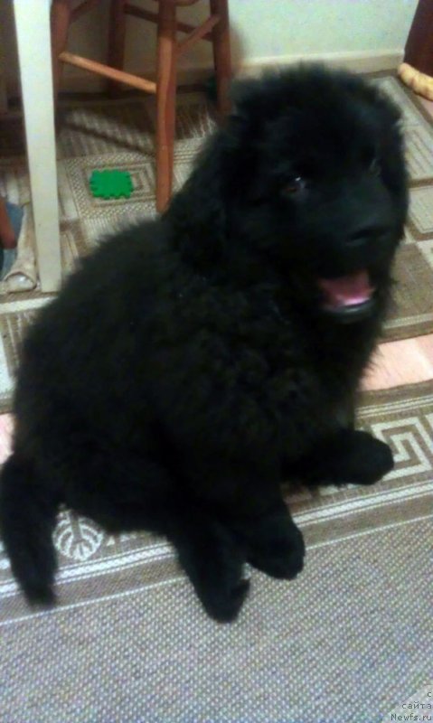 Фото: ньюфаундленд Чарльз Балу Блек Биар