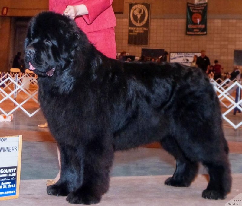 Фото: ньюфаундленд Сент Джонс Херо фор Клуфбеар (Sent Djons Hero for Kloofbear)