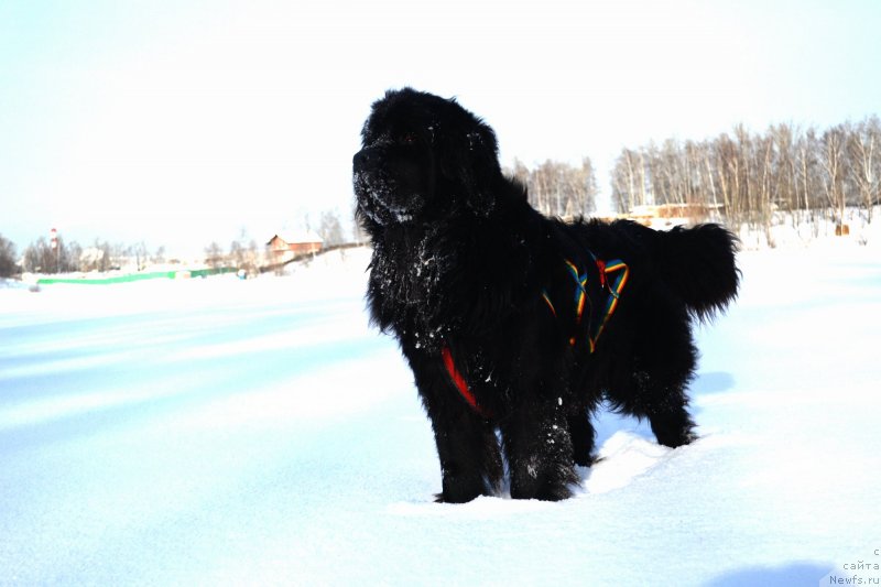 Фото: ньюфаундленд Мэджикал Оушен Евдокия