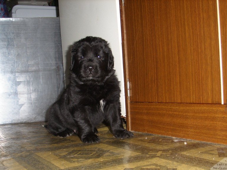 Фото: сынок., ньюфаундленд Эллада Богиня Моря, ньюфаундленд Черный Шарм Амбер Бест Дог ФО Марлеон