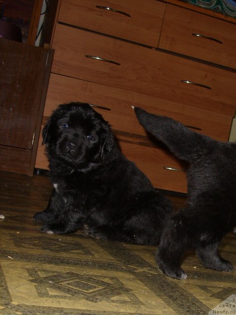 Фото: ньюфаундленд Интрига Ночи от Марлеон Дусвик