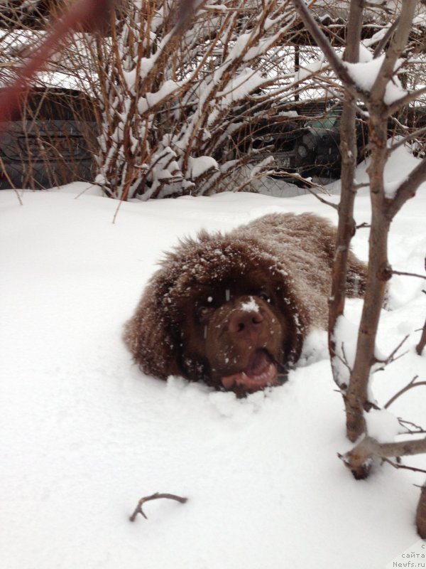 Фото: ньюфаундленд Чарли Де Бест Хелфи Пэл (Charli The Best Helfi Pel)