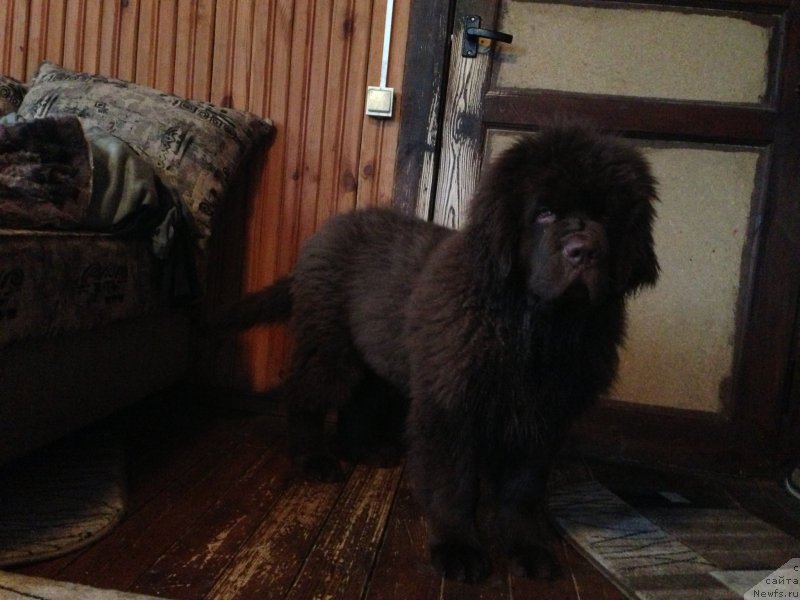 Фото: ньюфаундленд Чарли Де Бест Хелфи Пэл (Charli The Best Helfi Pel)