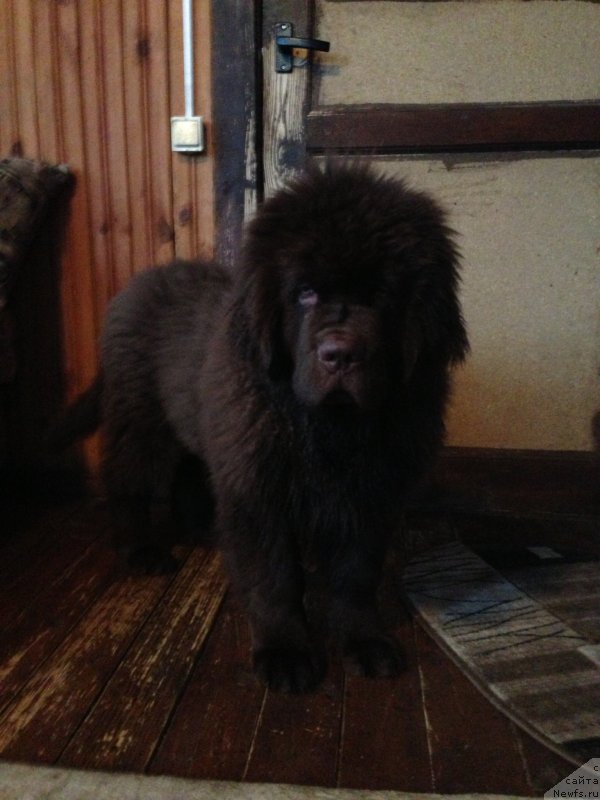 Фото: ньюфаундленд Чарли Де Бест Хелфи Пэл (Charli The Best Helfi Pel)