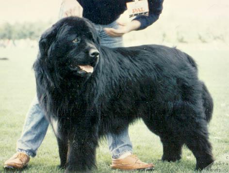 Фото: ньюфаундленд Topsy's Donazetti