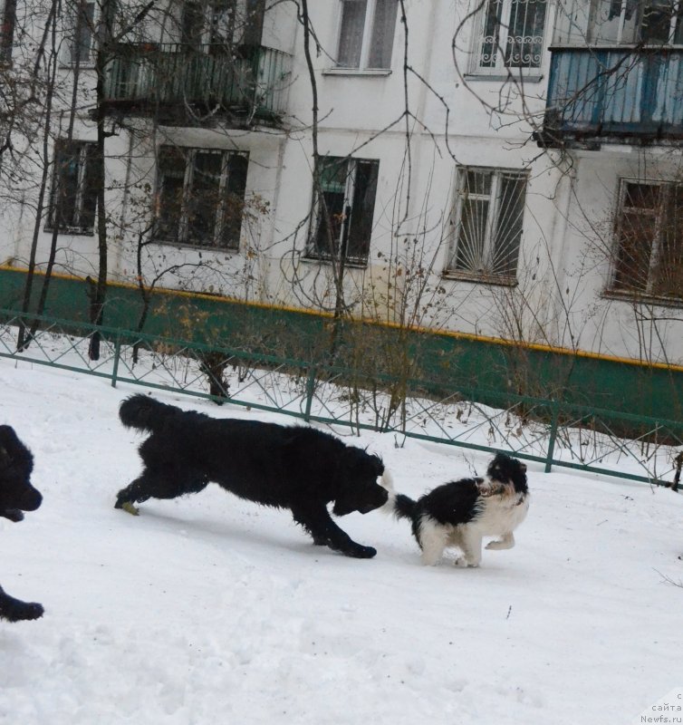 Фото: Мэджикал Оушен Жимолость, ньюфаундленд Мэджикал Оушен Евдокия, друг