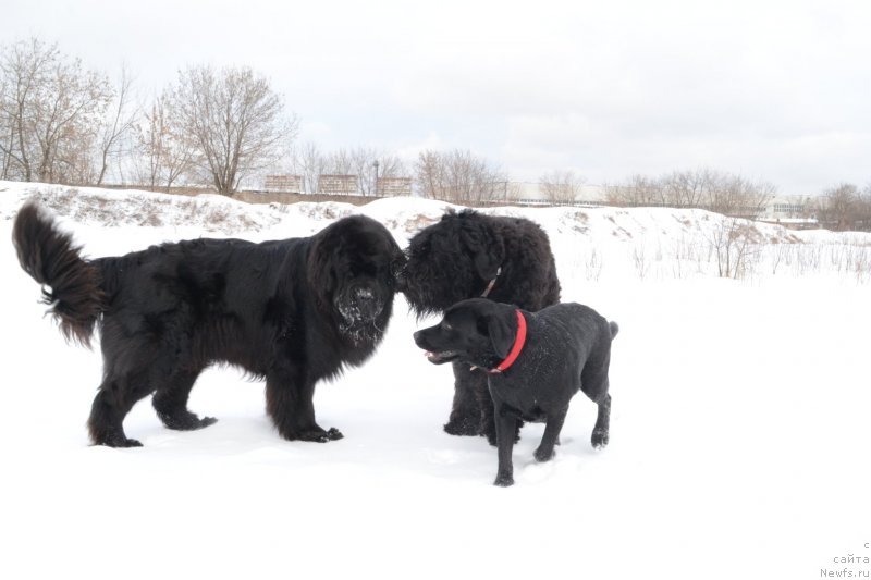 Фото: ньюфаундленд Мэджикал Оушен Евдокия, Ясные зори  Один, Нора