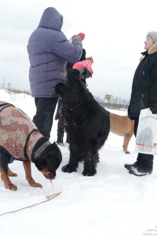 Фото: Друзья, ньюфаундленд Мэджикал Оушен Евдокия
