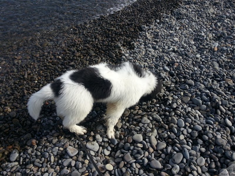Фото: ньюфаундленд Санта Де Ла Морис