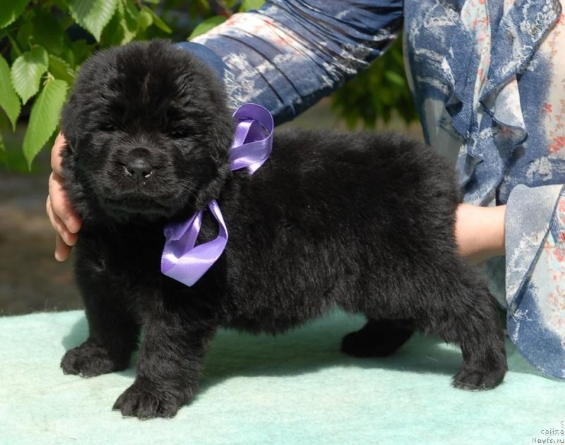 Фото: ньюфаундленд Мэджикал Оушен Евдокия, Мария Смирнова