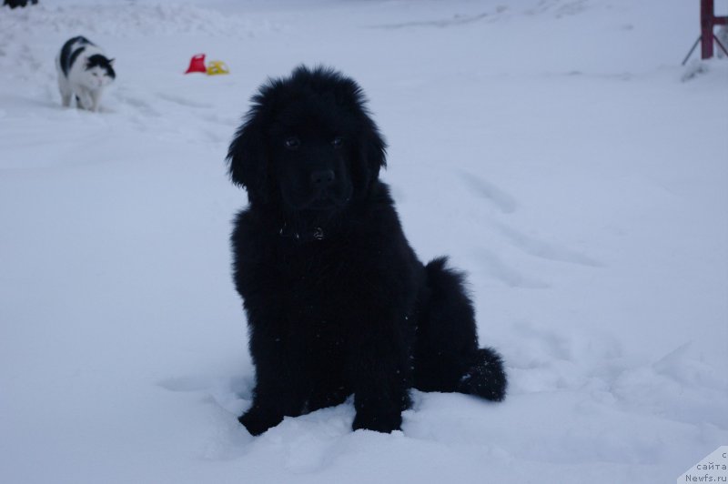 Фотография № 119913