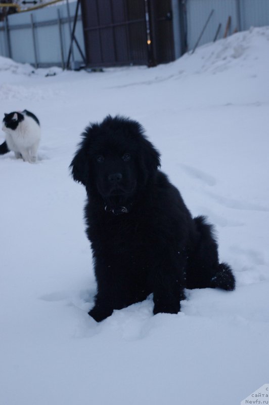 Фото: Созвездие Пармы Басси