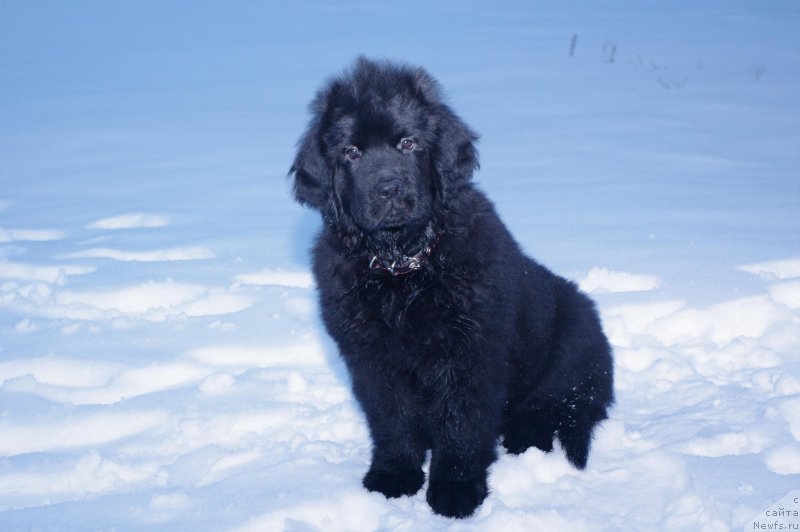 Фотография № 119917