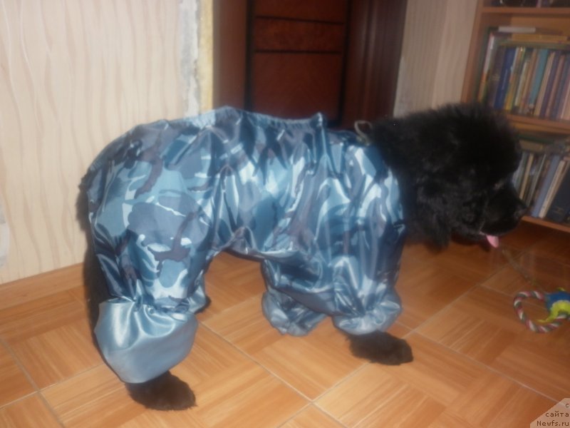 Фотография № 119919