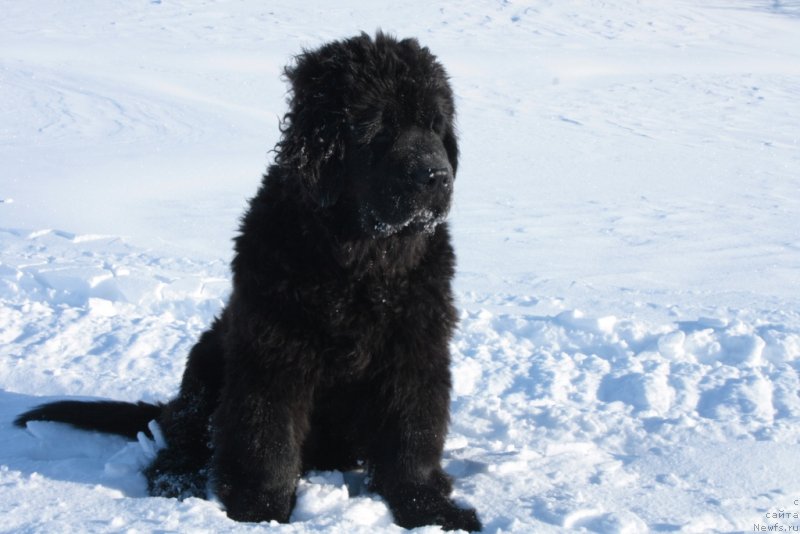 Фото: ньюфаундленд Янтарная Мечта