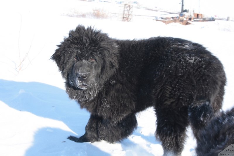 Фото: ньюфаундленд Ямайка Песня Любви