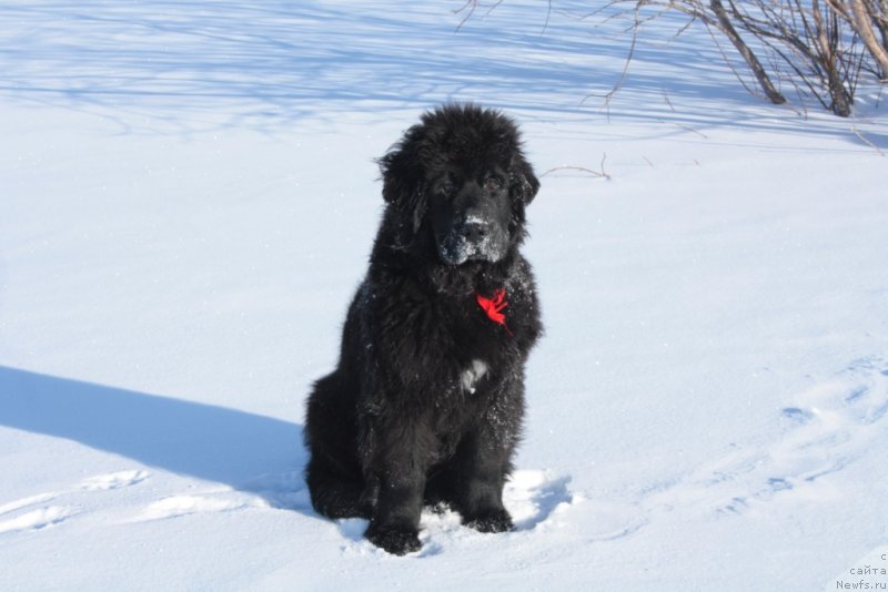 Фото: ньюфаундленд Юкка Фловер