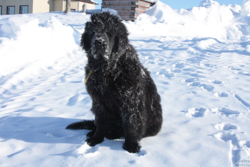 Фото: ньюфаундленд Явная Красота